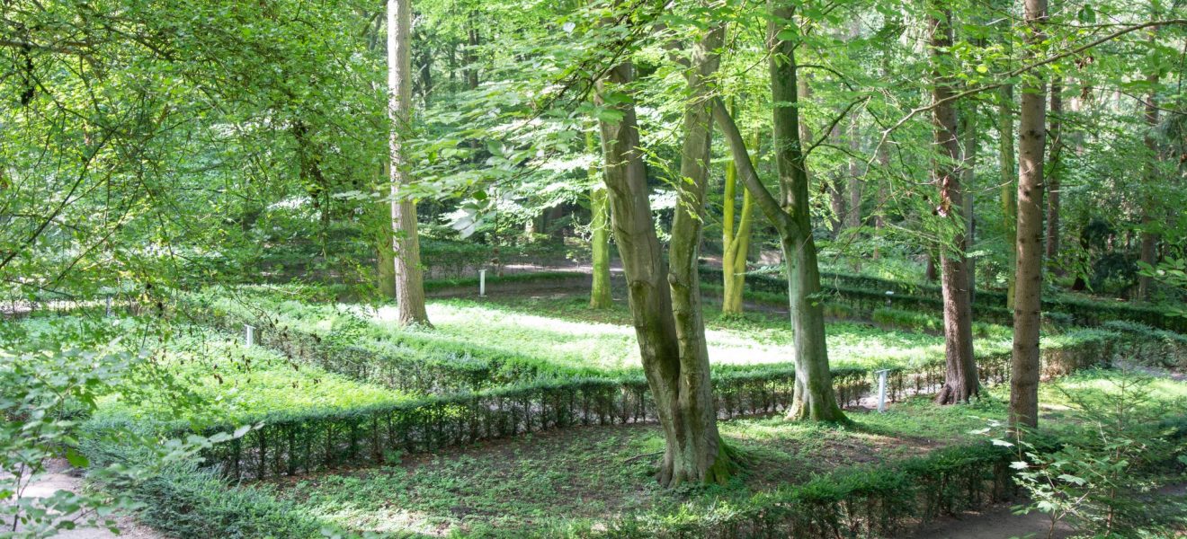 Niedrige Hecken bilden heute die Mauern der Klosterkirche nach. (Foto: Sebastian Schatz, Ostfriesische Landschaft)